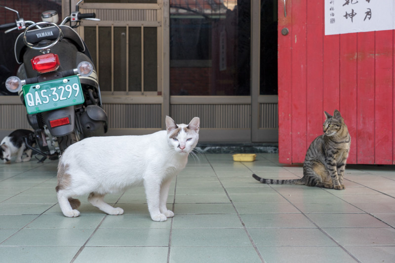 α7 II / FE 24-150mm F4 G OSS