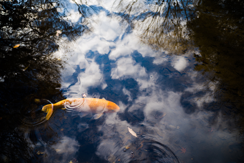 鯉とリフレクション。ライカM10+NOKTON classic 35mm F1.4 MC