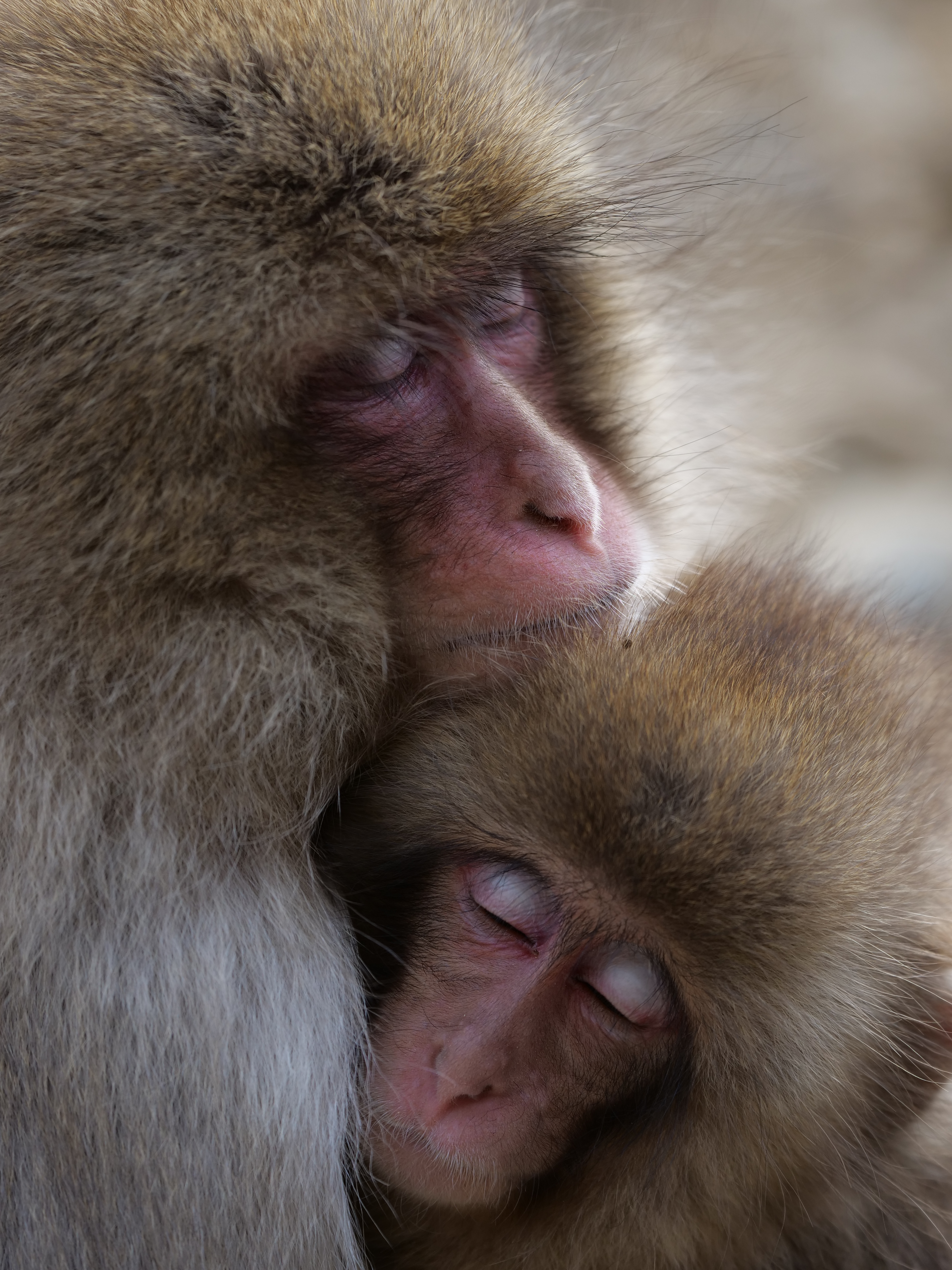 LUMIX G9 PRO / LEICA DG ELMARIT 200mm/F2.8/POWER O.I.S. / 1/320秒 / F2.8 / 0EV / ISO 200 / シャッター優先AE / 200mm