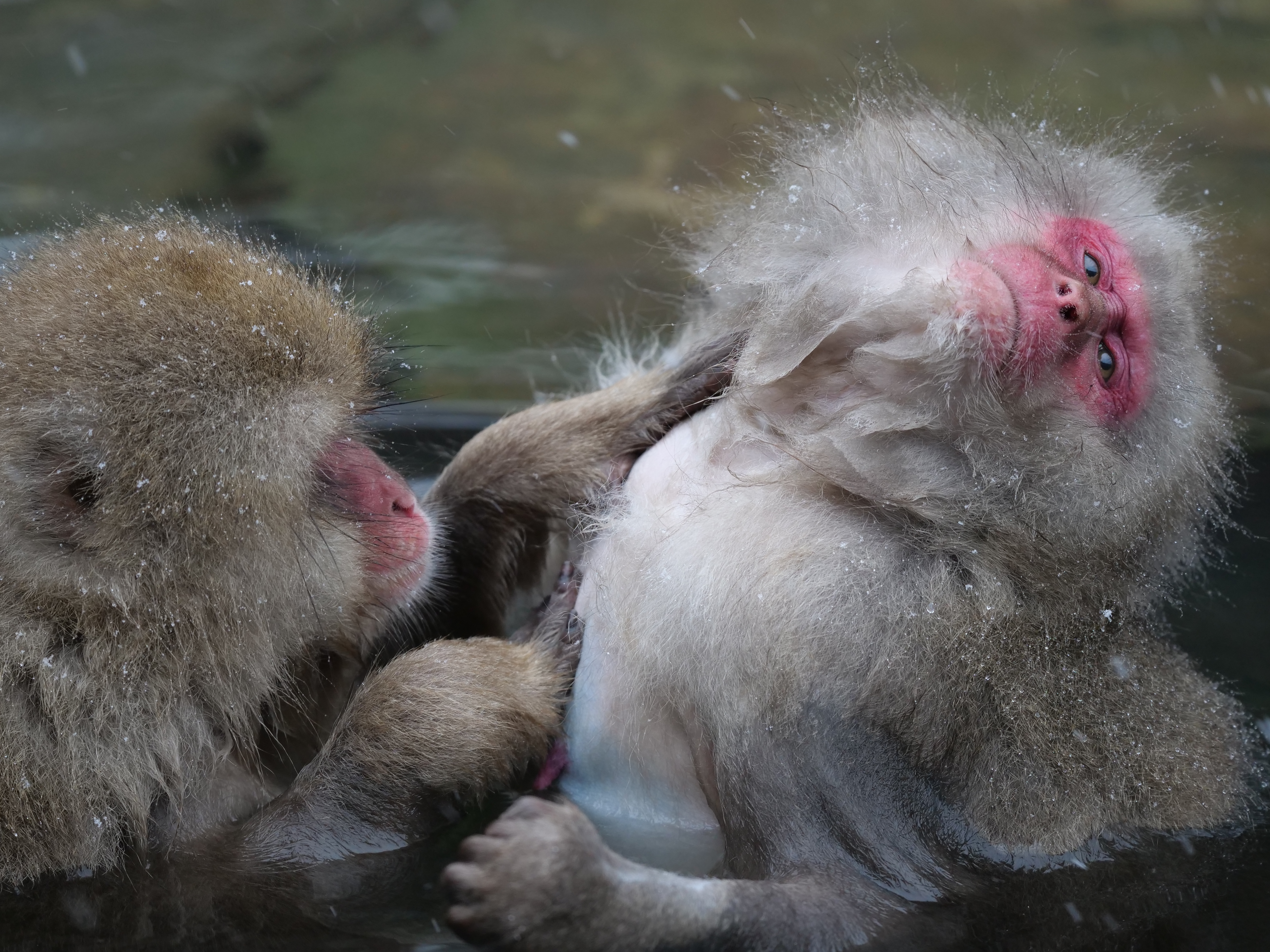 LUMIX G9 PRO / LEICA DG ELMARIT 200mm/F2.8/POWER O.I.S. / 1/160秒 / F2.8 / 0EV / ISO 800 / シャッター優先AE / 200mm