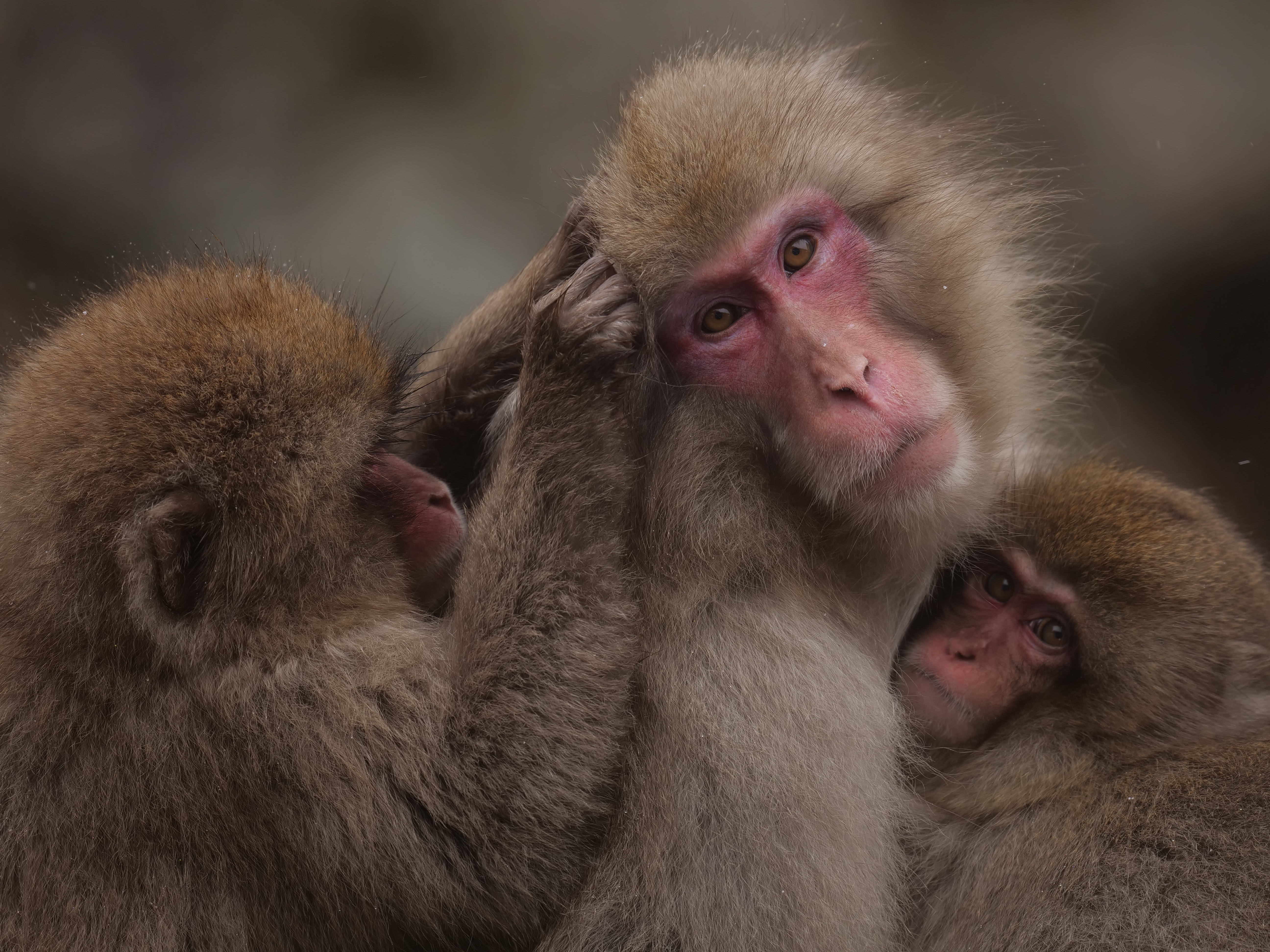 LUMIX G9 PRO / LEICA DG ELMARIT 200mm/F2.8/POWER O.I.S. / 1/320秒 / F2.8 / 0EV / ISO 200 / シャッター優先AE / 200mm