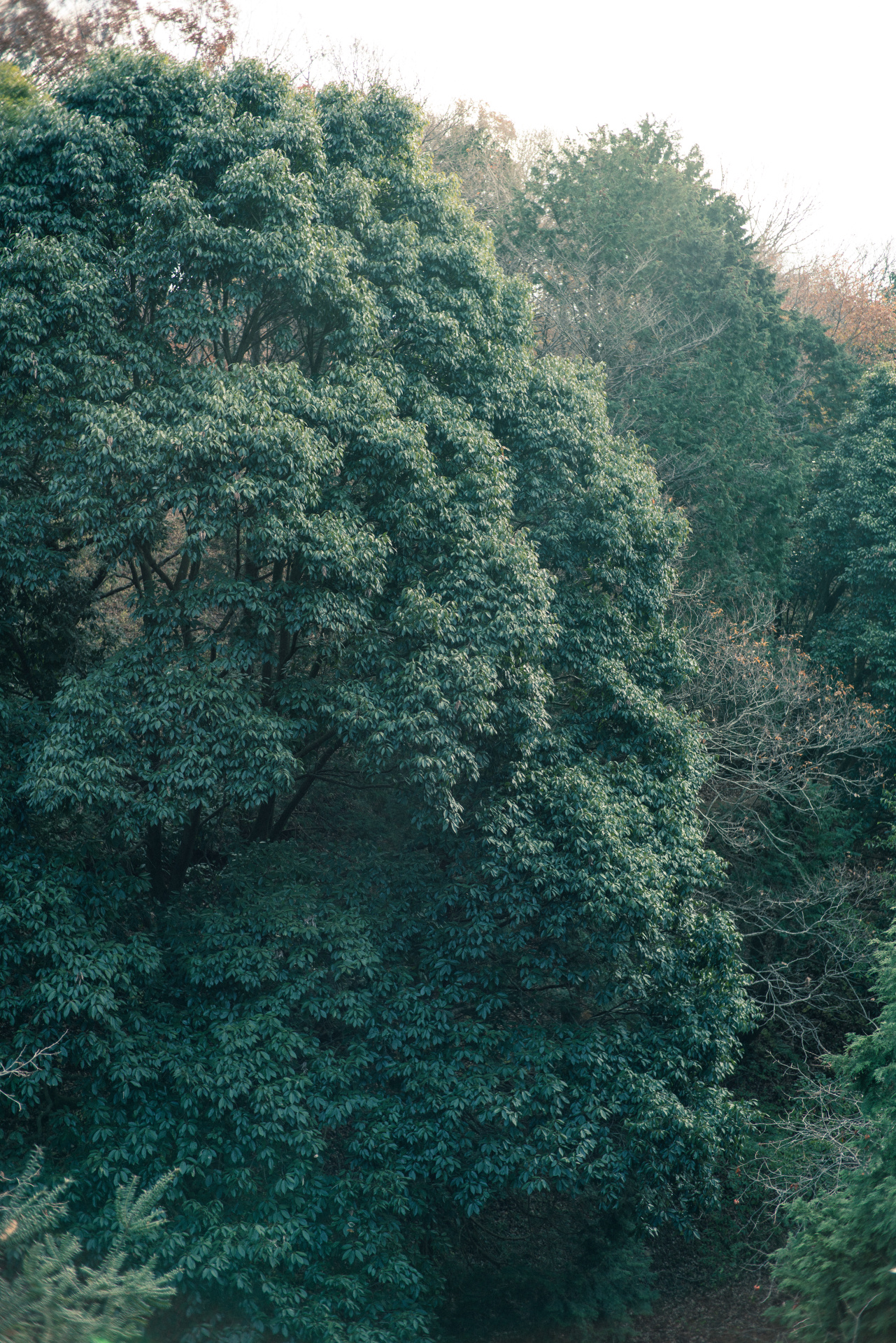 α7R II / ISO100 / F2.8 / 1/250秒