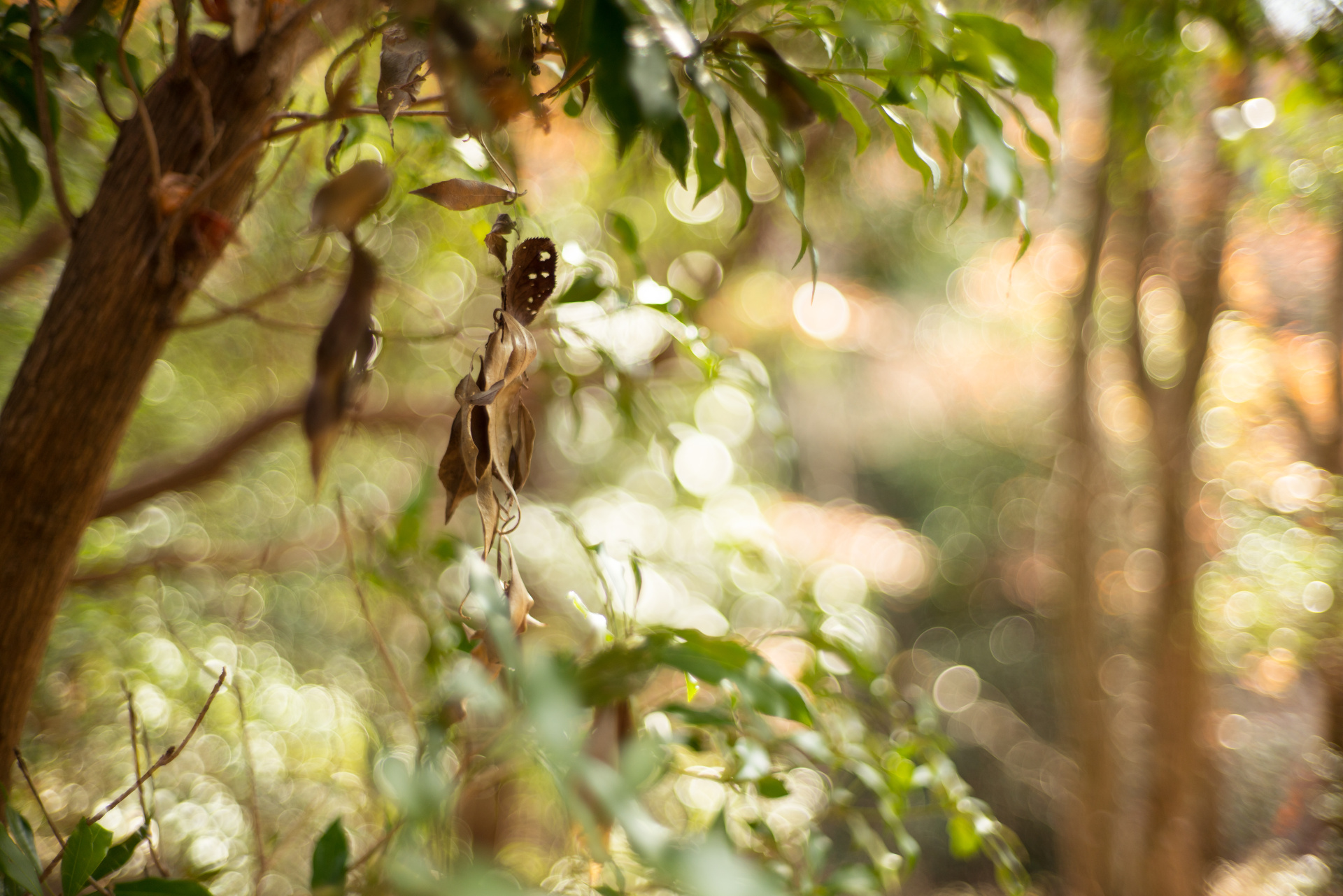 α7R II / ISO100 / F1.4 / 1/500秒