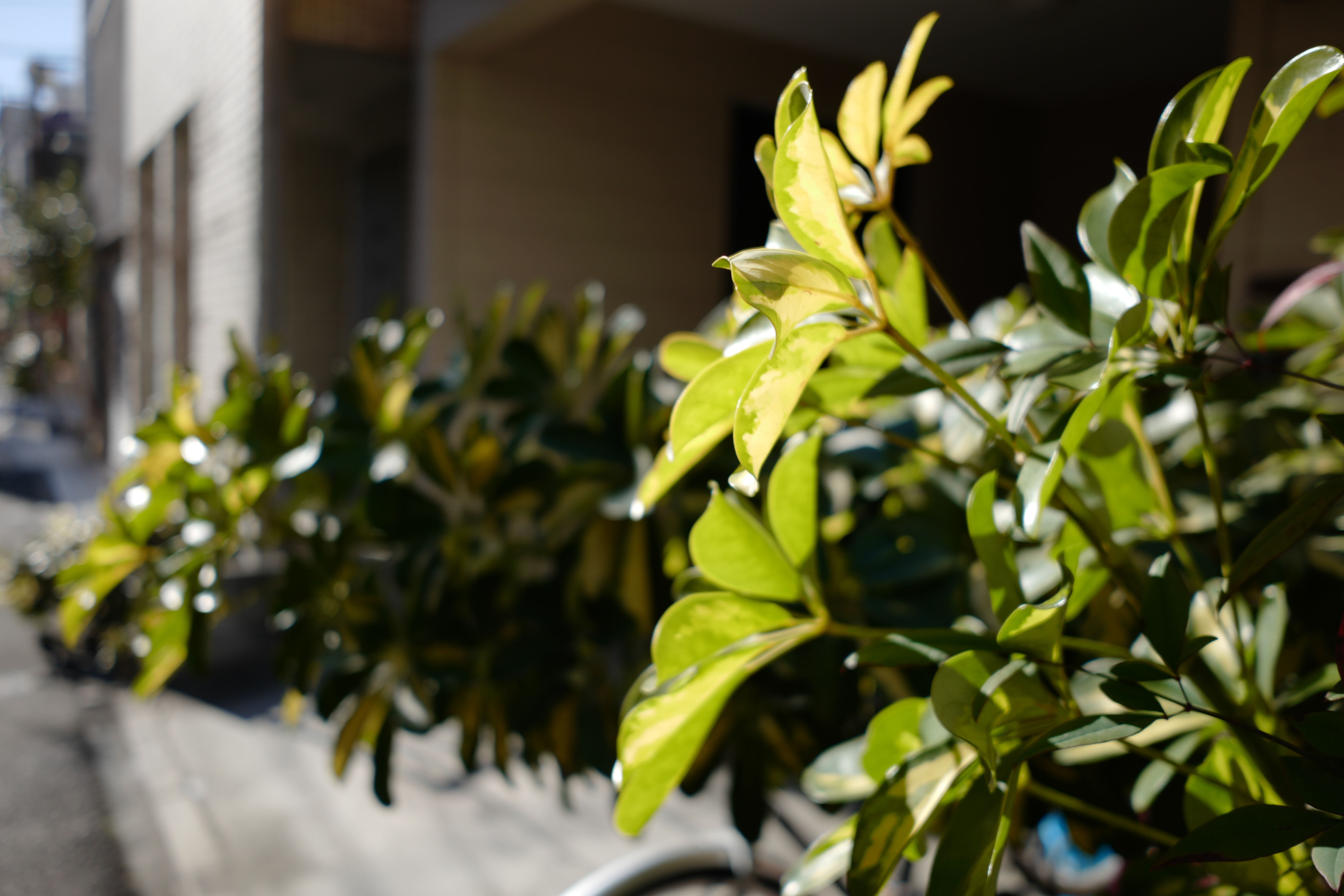 ライカCL / エルマリートTL f2.8/18mm ASPH. / 1/640秒 / F2.8 / 0EV / ISO 100 / 絞り優先AE / 18mm