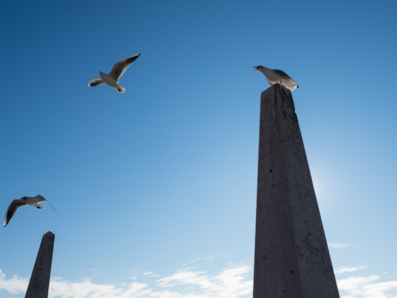 今回の撮影ではいろんな場面でカモメと逆光を入れて狙った。このカットは動きを見てシャッターを切るつもりで構えていたが、逆に彼らから監視されているような気分でもあった（笑）<br><span class="fnt-85">OLYMPUS OM-D E-M1 Mark II / M.ZUIKO DIGITAL ED 17mm F1.2 PRO / 17mm（34mm相当） / 絞り優先AE（F5.6、1/1,500秒、-0.5EV） / ISO 200</span>