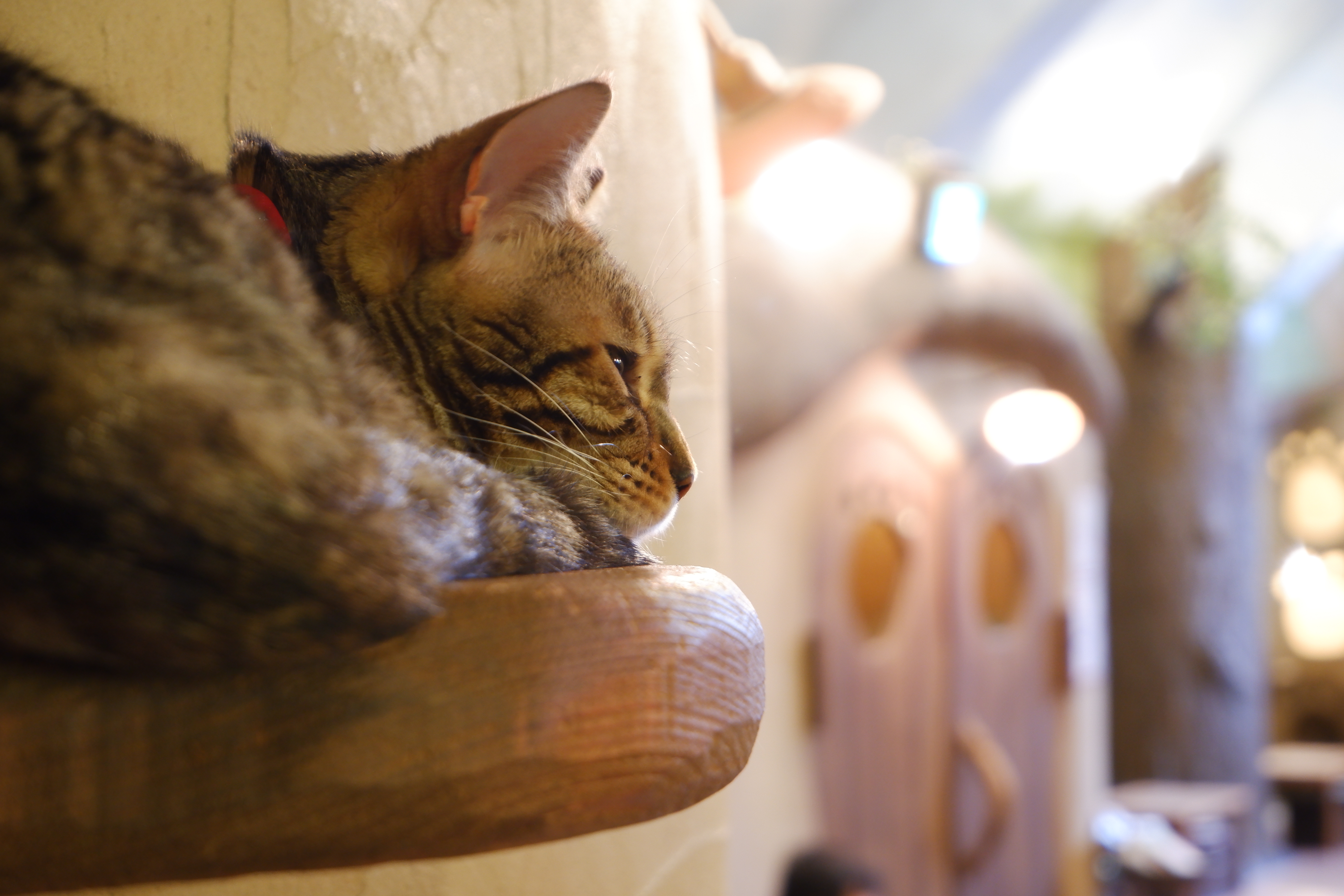 X-A5 / XC15-45mmF3.5-5.6 OIS PZ / 1/5秒 / F5.6 / +0.3EV / ISO 800 / 絞り優先AE / 45mm