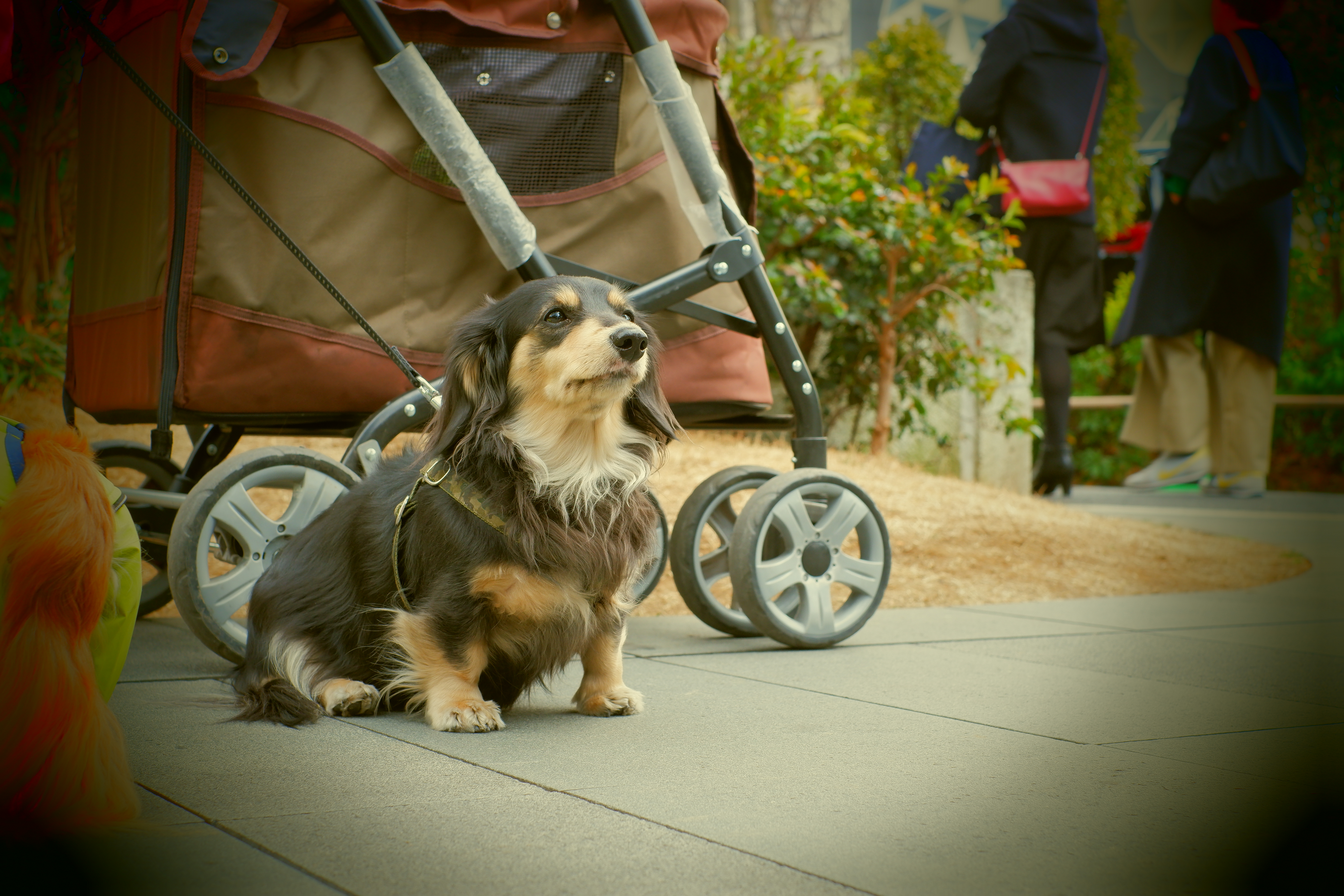 X-A5 / XC15-45mmF3.5-5.6 OIS PZ / 1/150秒 / F5.6 / +0.3EV / ISO 500 / プログラム / 35mm