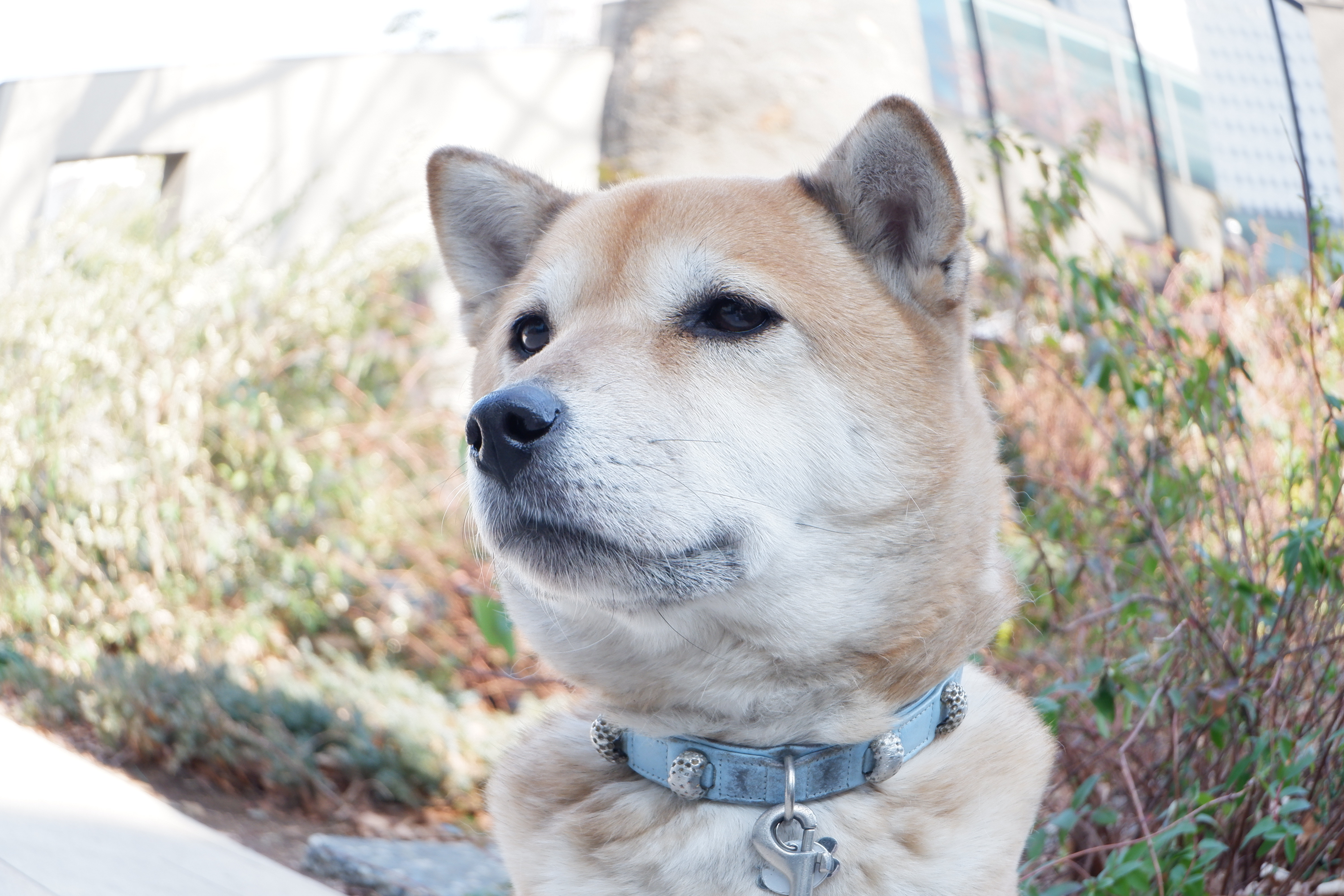 X-A5 / XC15-45mmF3.5-5.6 OIS PZ / 1/170秒 / F5.6 / +1.3EV / ISO 500 / プログラム / 33.3mm