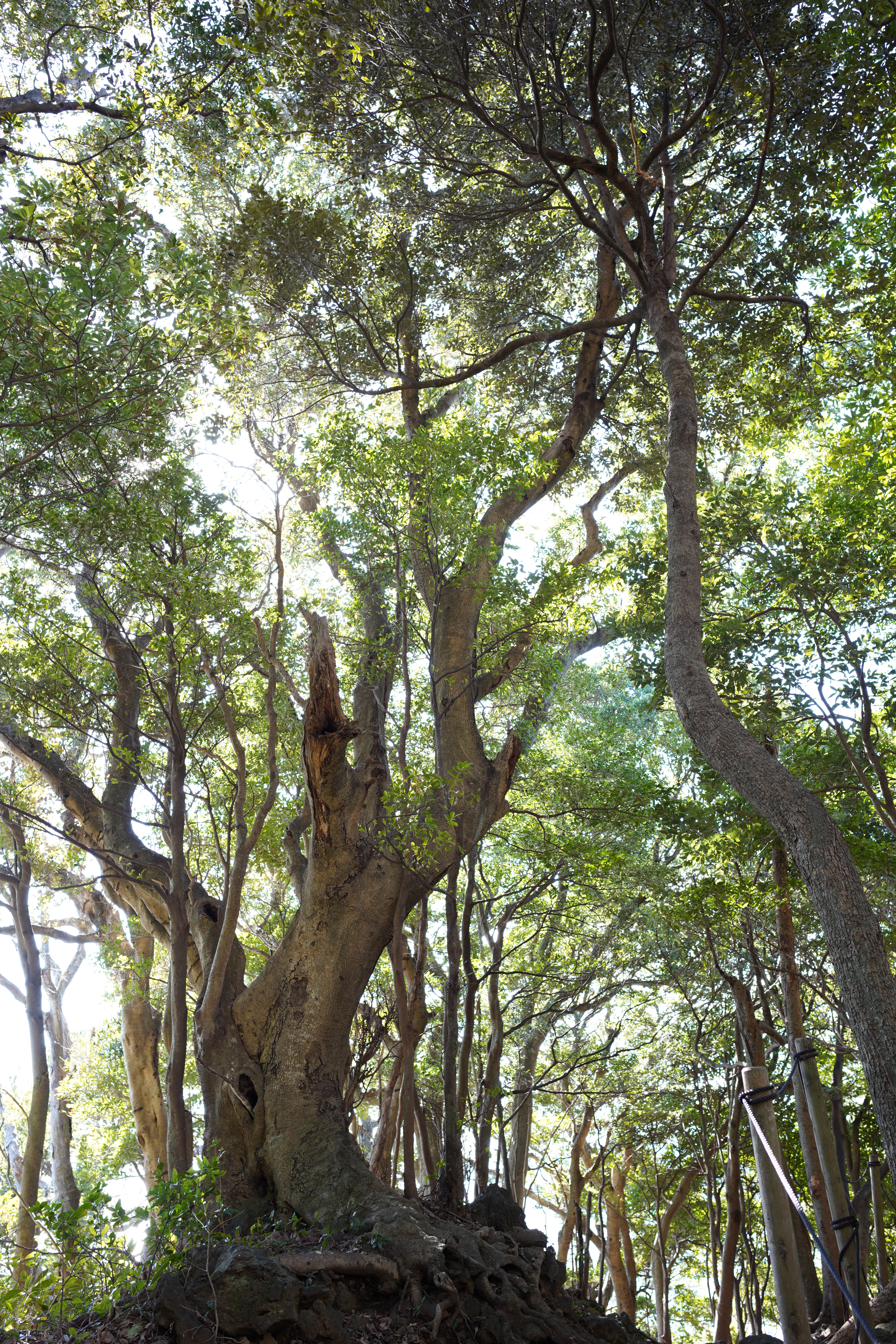 α7R III / Loxia 2.4/25 / 1/30秒 / F4 / +1.3EV / ISO 160 / 絞り優先AE / 25mm