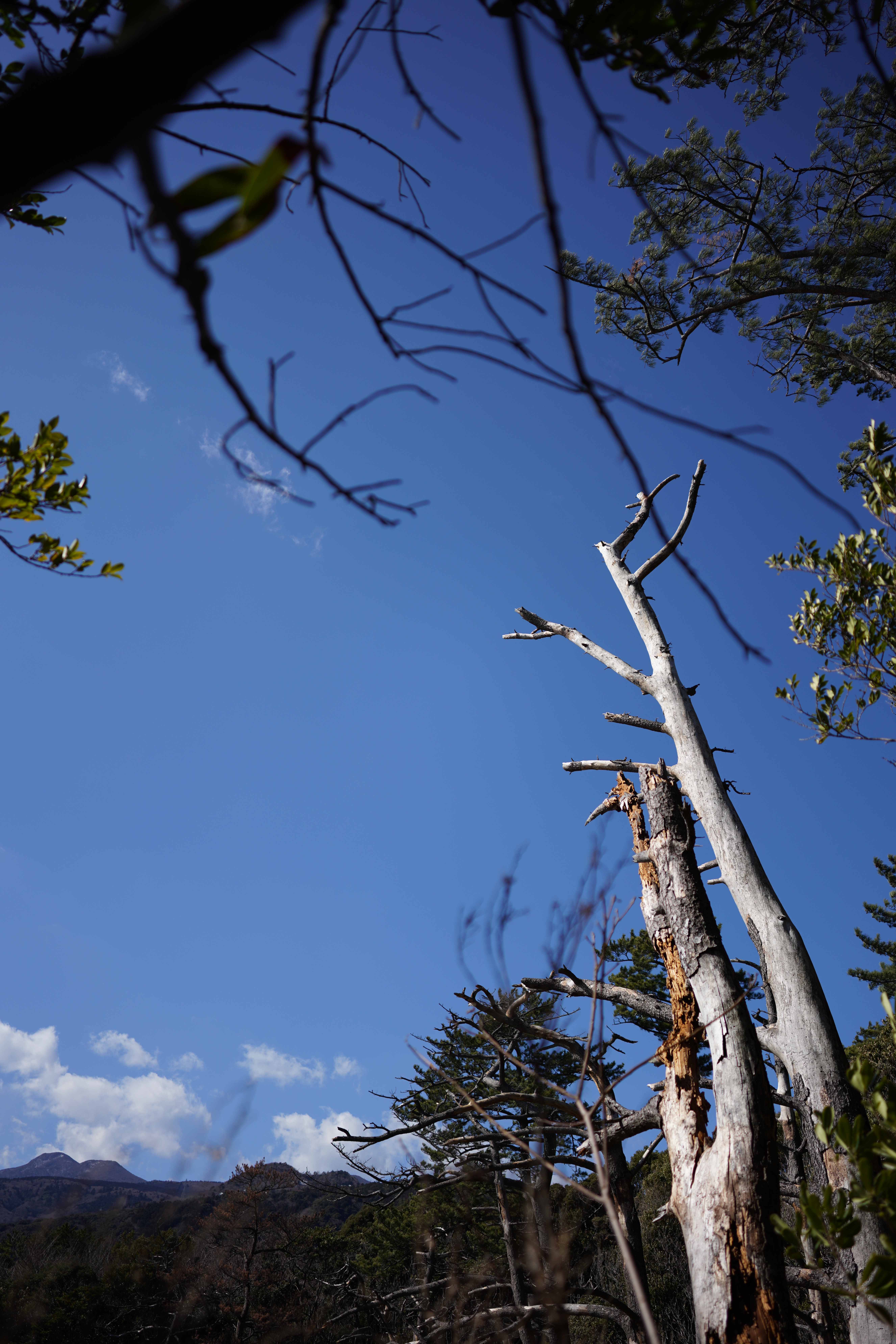 α7R III / Loxia 2.4/25 / 1/3,200秒 / F2.4 / 0EV / ISO 100 / 絞り優先AE / 25mm