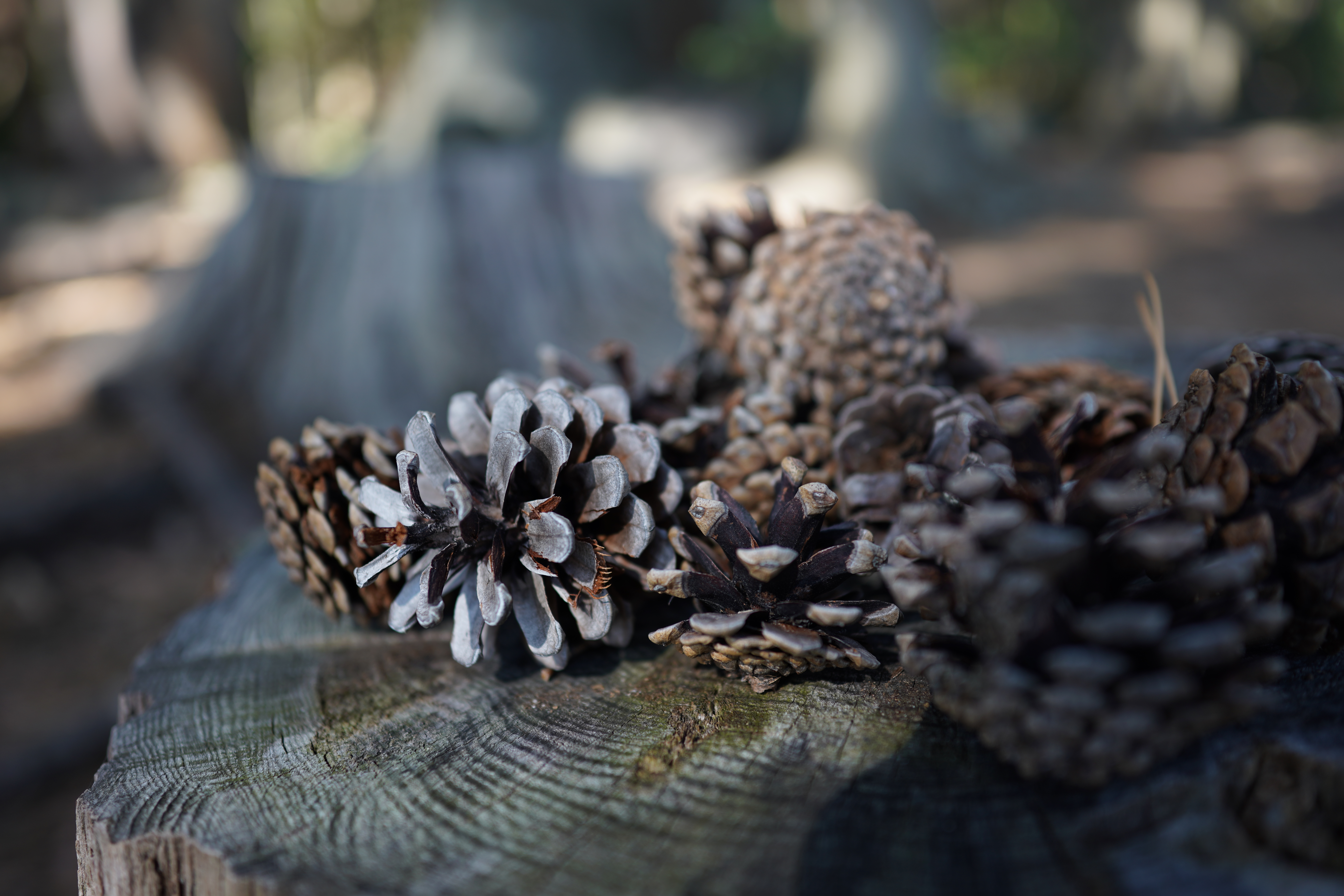 α7R III / Loxia 2.4/25 / 1/160秒 / F2.4 / -0.7EV / ISO 100 / 絞り優先AE / 25mm