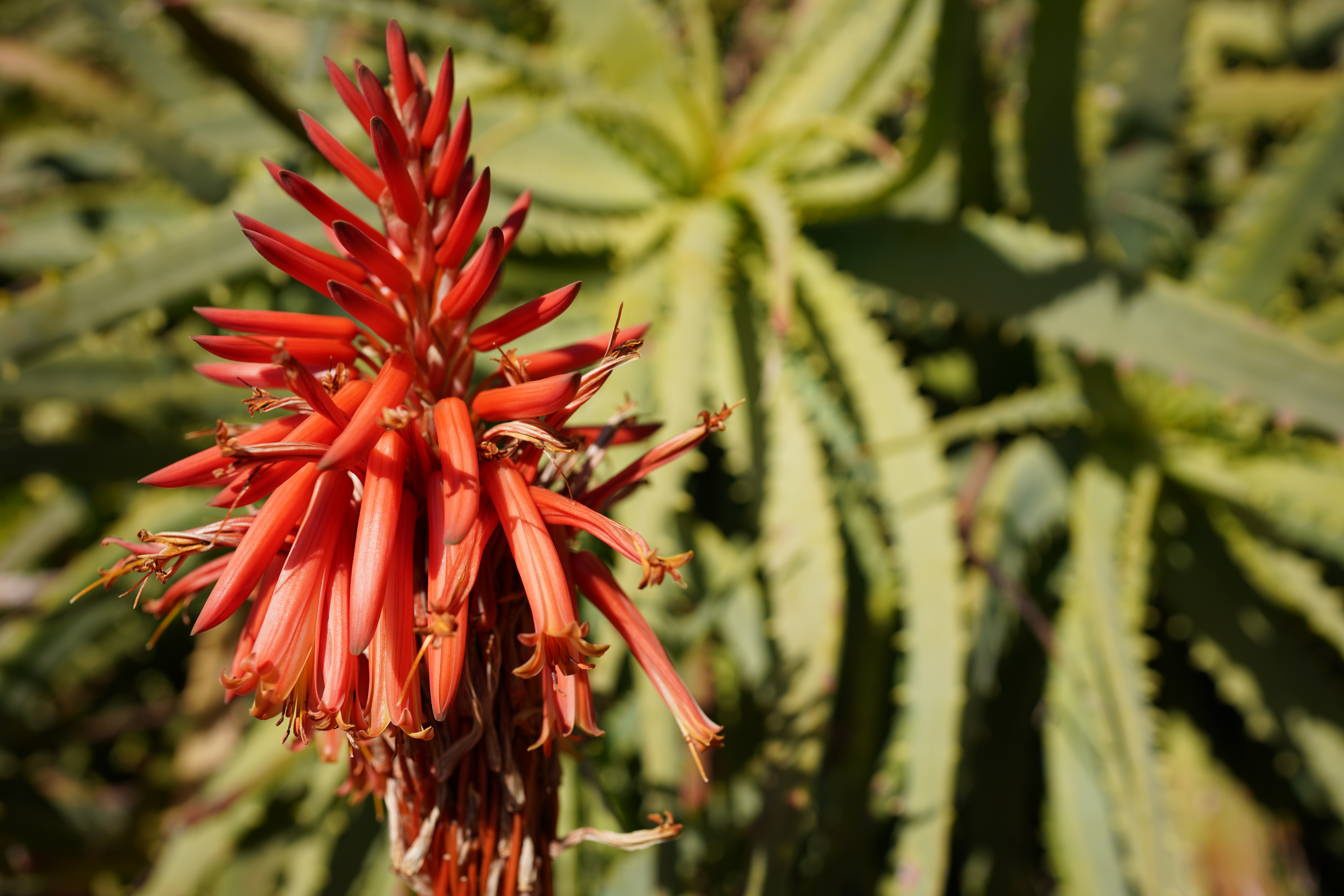 α7R III / Loxia 2.4/25 / 1/800秒 / F4 / 0EV / ISO 100 / 絞り優先AE / 25mm