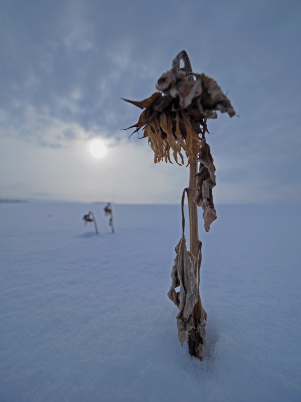 夏の風物詩であるヒマワリが雪に埋もれ寂しく佇んでいる姿を最短撮影距離まで寄って撮影した。開放F2.8を使えば、7mmでも背景をぼかすことができる。<br><span class="fnt-85">OLYMPUS OM-D E-M1 Mark II / M.ZUIKO DIGITAL ED 7-14mm F2.8 PRO / 7mm（14mm相当） / 絞り優先AE（F2.8、1/8,000秒、-0.3EV） / ISO 200</span>