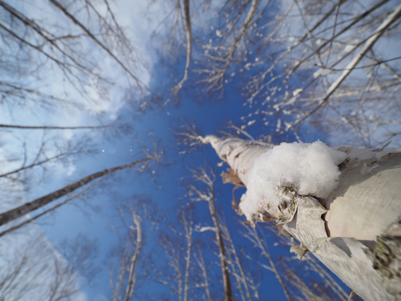 真冬の寒さに耐えた白樺の強い生命力を表すように、空を見上げて撮影した。青空に白樺が映えている。また、剥けた樹皮の上に積もった雪をモチーフとし、背景をボカしてそれを強調した。<br><span class="fnt-85">OLYMPUS OM-D E-M1 Mark II / M.ZUIKO DIGITAL ED 7-14mm F2.8 PRO / 7mm（14mm相当） / 絞り優先AE（F2.8、1/5,000秒、±0EV) / ISO 200</span>