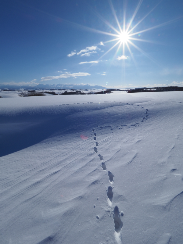 雪の風紋の上に残されたエゾシカの足跡で奥行きを表現し、背景の十勝岳連峰への視線の誘導をねらった。太陽、十勝岳連峰、足跡の並びで左右のバランスを意識して撮影。<br><span class="fnt-85">OLYMPUS OM-D E-M1 Mark II / M.ZUIKO DIGITAL ED 7-14mm F2.8 PRO / 7mm（14mm相当） / 絞り優先AE（F22、1/200秒、±0EV) / ISO 200</span>