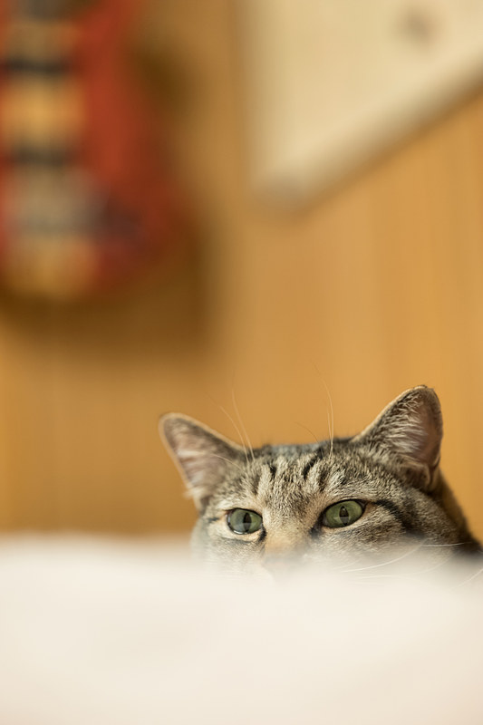 AFはスピーディで、ボディ側の測距点選択さえ的確であればヒョイと顔を見せたネコにも素早く合焦する。ライカSL / ISO800 / F2 / 1/60秒 / +1EV / WB:オート