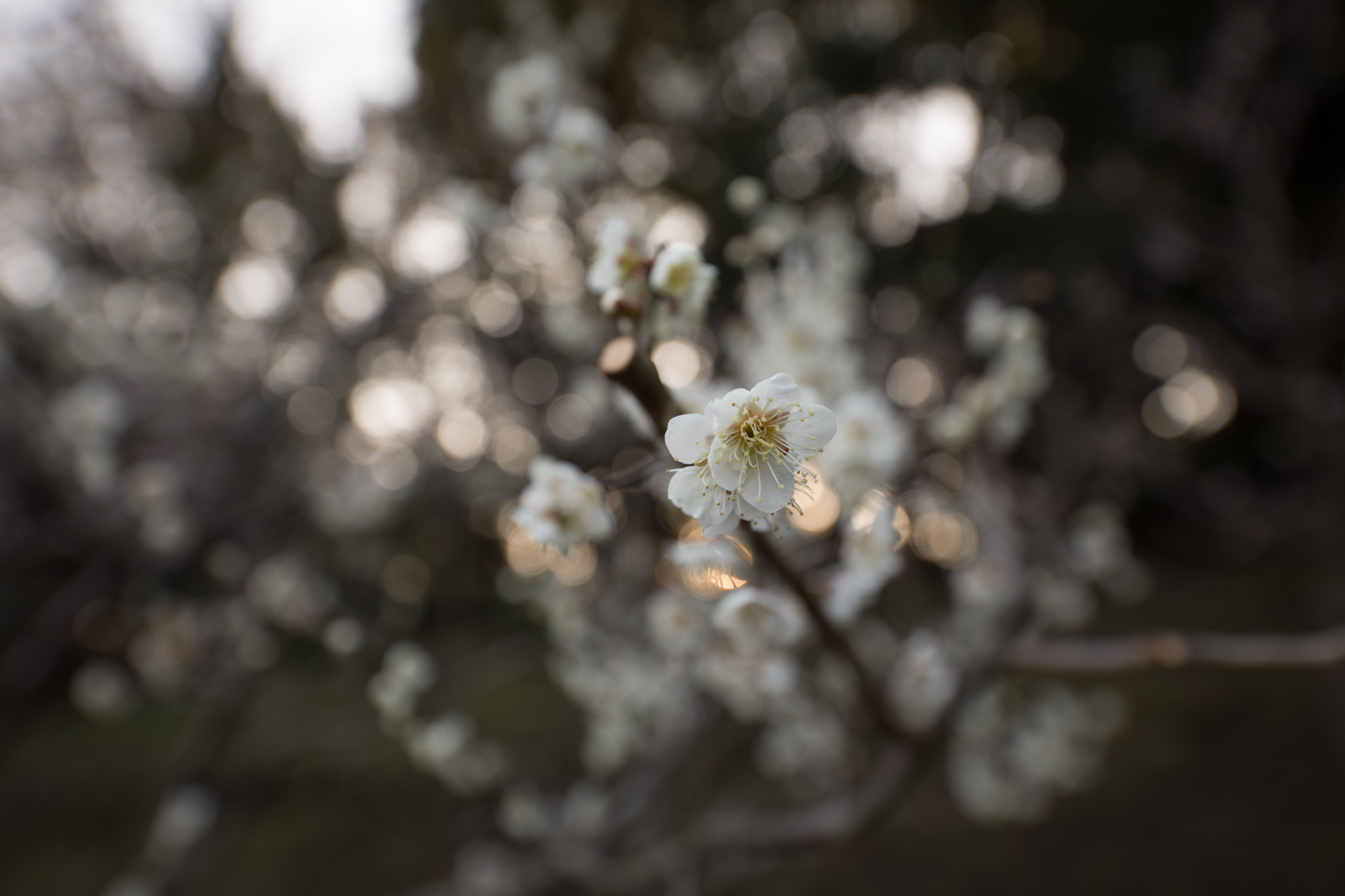 EOS 5D Mark IV / SIGMA 14-24mm F2.8 DG HSM | Art / 1/100秒 / F2.8 / 0EV / ISO 100 / 絞り優先AE / 24mm