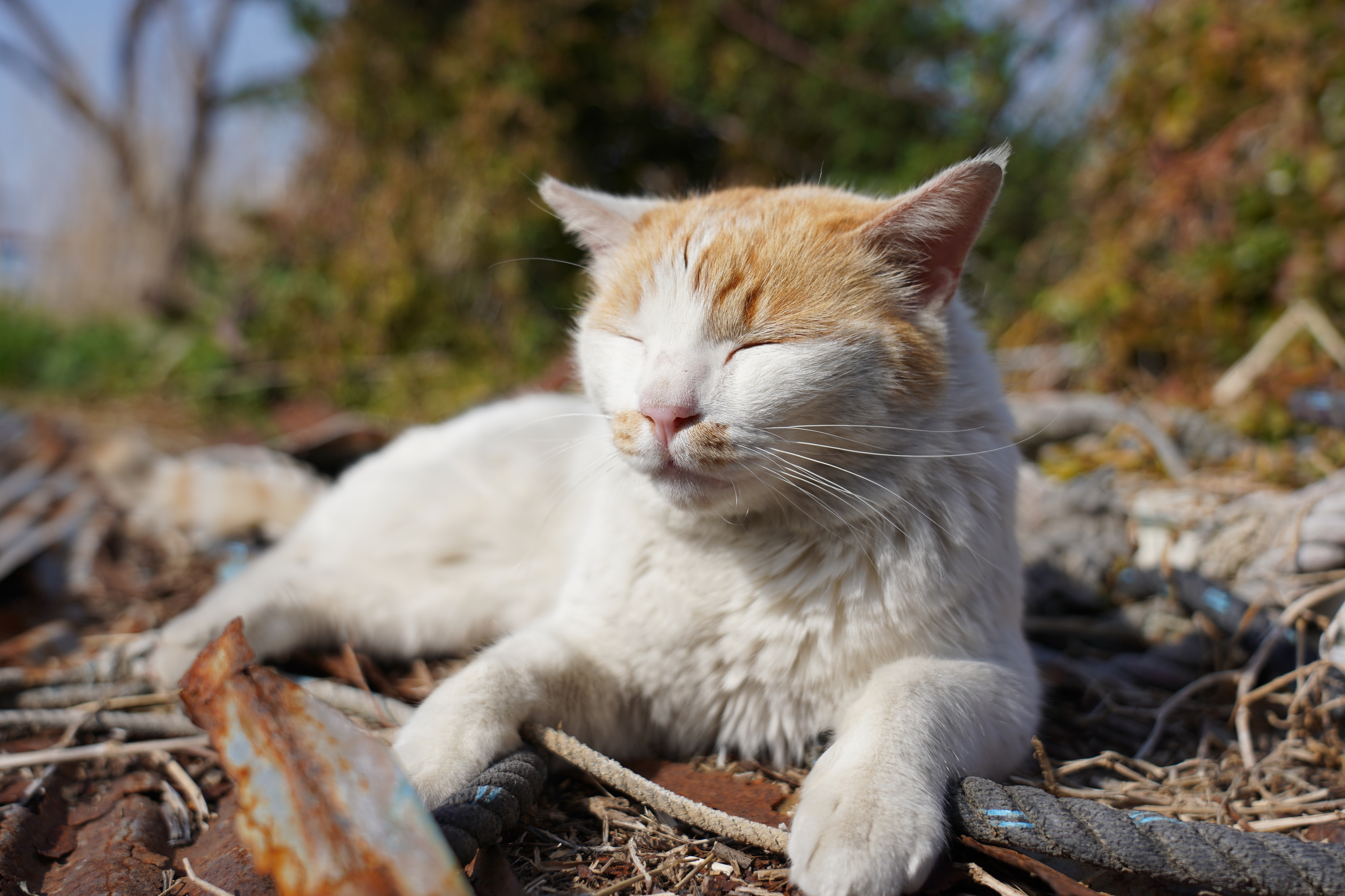 α7 III / FE 24-105mm F4 G OSS / 1/1,600秒 / F4 / +0.3EV / ISO 100 / 絞り優先AE / 36mm