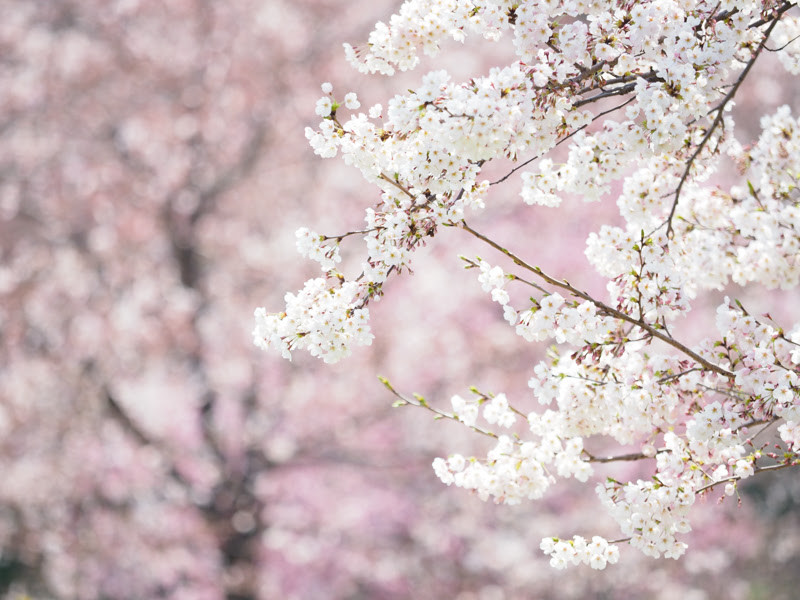 OLYMPUS OM-D E-M1 Mark II / M.ZUIKO DIGITAL ED 40-150mm F2.8 PRO / 150mm（300mm相当） / 絞り優先（1/1,000秒・F2.8・+1.7EV） / ISO 200