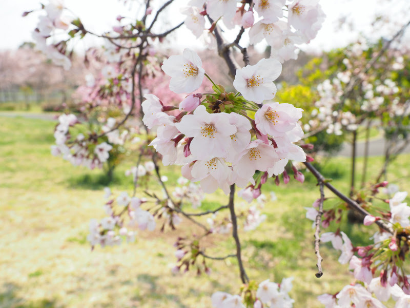OLYMPUS OM-D E-M1 Mark II / M.ZUIKO DIGITAL 12-40mm F2.8 PRO / 15mm（30mm相当） / 絞り優先（1/160秒・F5.6・+1.3EV） / ISO 200