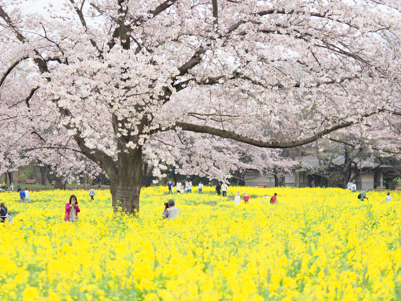 OLYMPUS OM-D E-M1 Mark II / M.ZUIKO DIGITAL ED 40-150mm F2.8 PRO / 70mm（210mm相当） / 絞り優先（1/500秒・F2.8・+1.3EV） / ISO 200