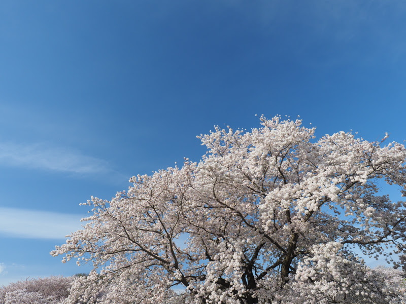 OLYMPUS OM-D E-M1 Mark II / M.ZUIKO DIGITAL 12-40mm F2.8 PRO / 12mm（24mm相当） / 絞り優先（1/640秒・F5.6・+0.3EV） / ISO 200