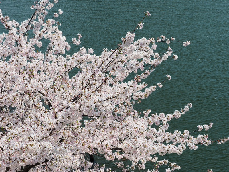 OLYMPUS OM-D E-M1 Mark II / M.ZUIKO DIGITAL ED 40-150mm F2.8 PRO / 55mm（110mm相当） / 絞り優先（1/400秒・F5.6・+0.7EV） / ISO 200