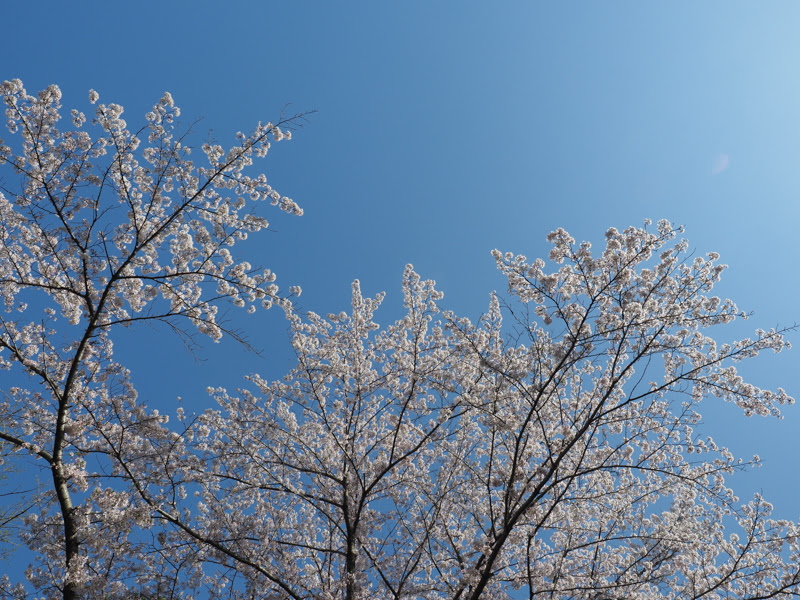 OLYMPUS OM-D E-M1 Mark II / M.ZUIKO DIGITAL 12-40mm F2.8 PRO / 12mm（24mm相当） / 絞り優先（1/500秒・F5.6・+0.3EV） / ISO 200