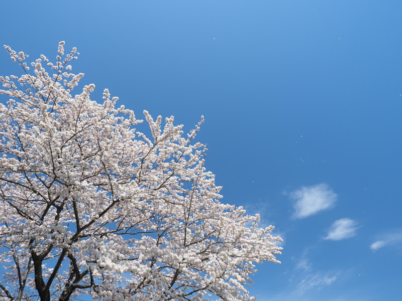 OLYMPUS OM-D E-M1 Mark II / M.ZUIKO DIGITAL 12-40mm F2.8 PRO / 12mm（24mm相当） / 絞り優先（1/320秒・F5.6・+0.7EV） / ISO 200