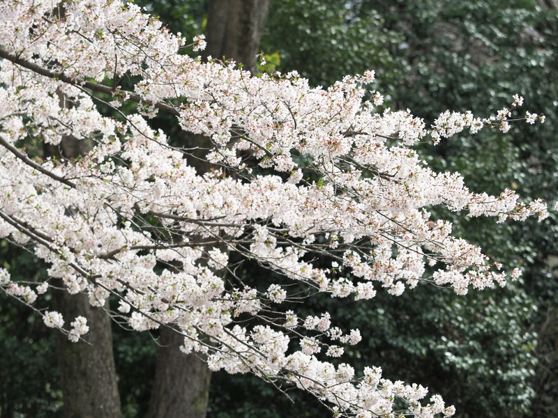 OLYMPUS OM-D E-M1 Mark II / M.ZUIKO DIGITAL ED 40-150mm F2.8 PRO / 150mm（300mm相当） / 絞り優先（1/250秒・F4.0・+0.7EV） / ISO 200