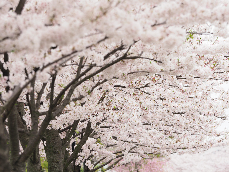 OLYMPUS OM-D E-M1 Mark II / M.ZUIKO DIGITAL ED 40-150mm F2.8 PRO / 150mm（300mm相当） / 絞り優先（1/200秒・F4.5・+1.7EV） / ISO 200