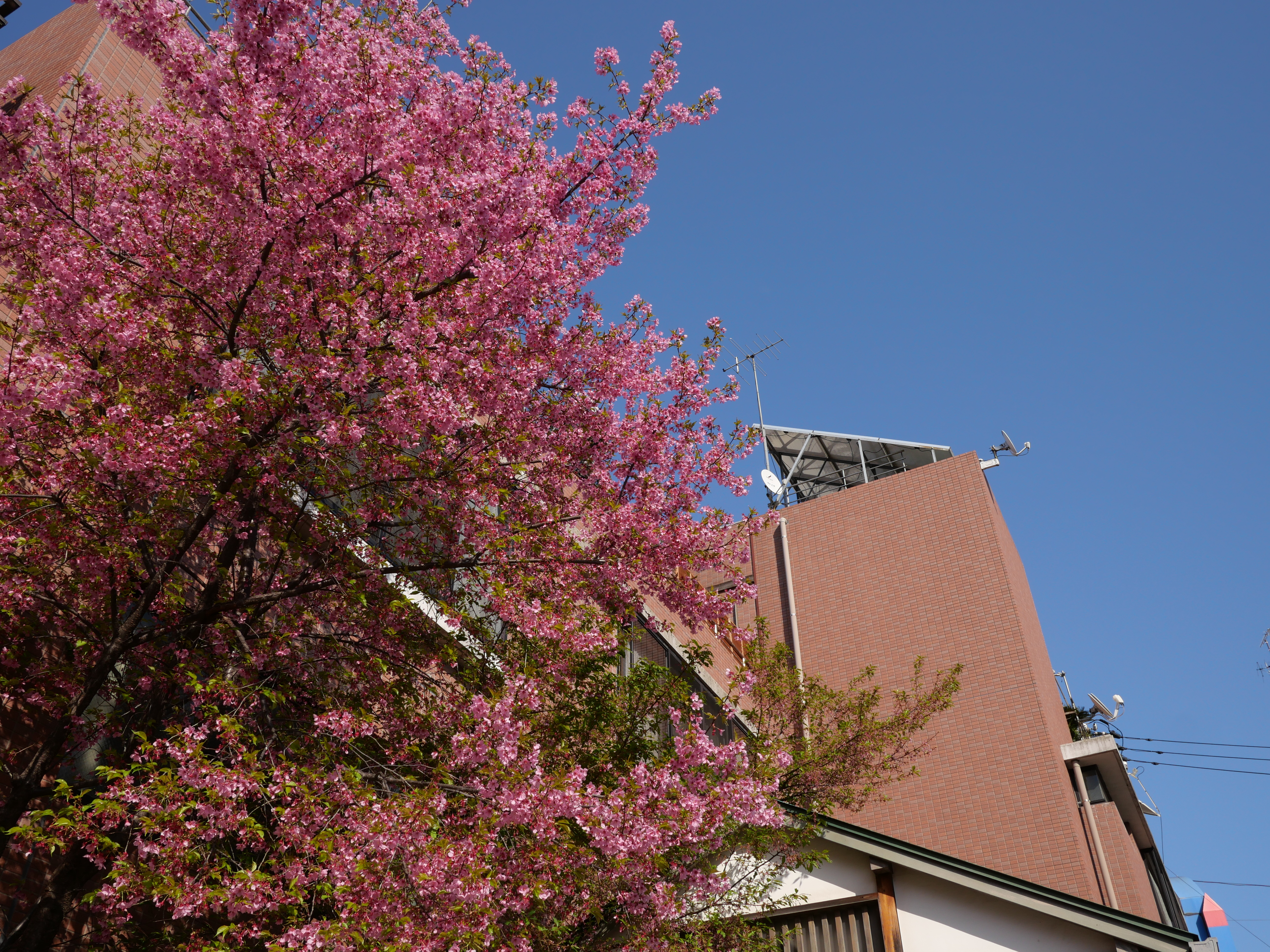 LUMIX GX7 Mark III / LEICA DG SUMMILUX 15mm / F1.7 ASPH. / 1/400秒 / F8 / 0EV / ISO 200 / 絞り優先AE / 15mm