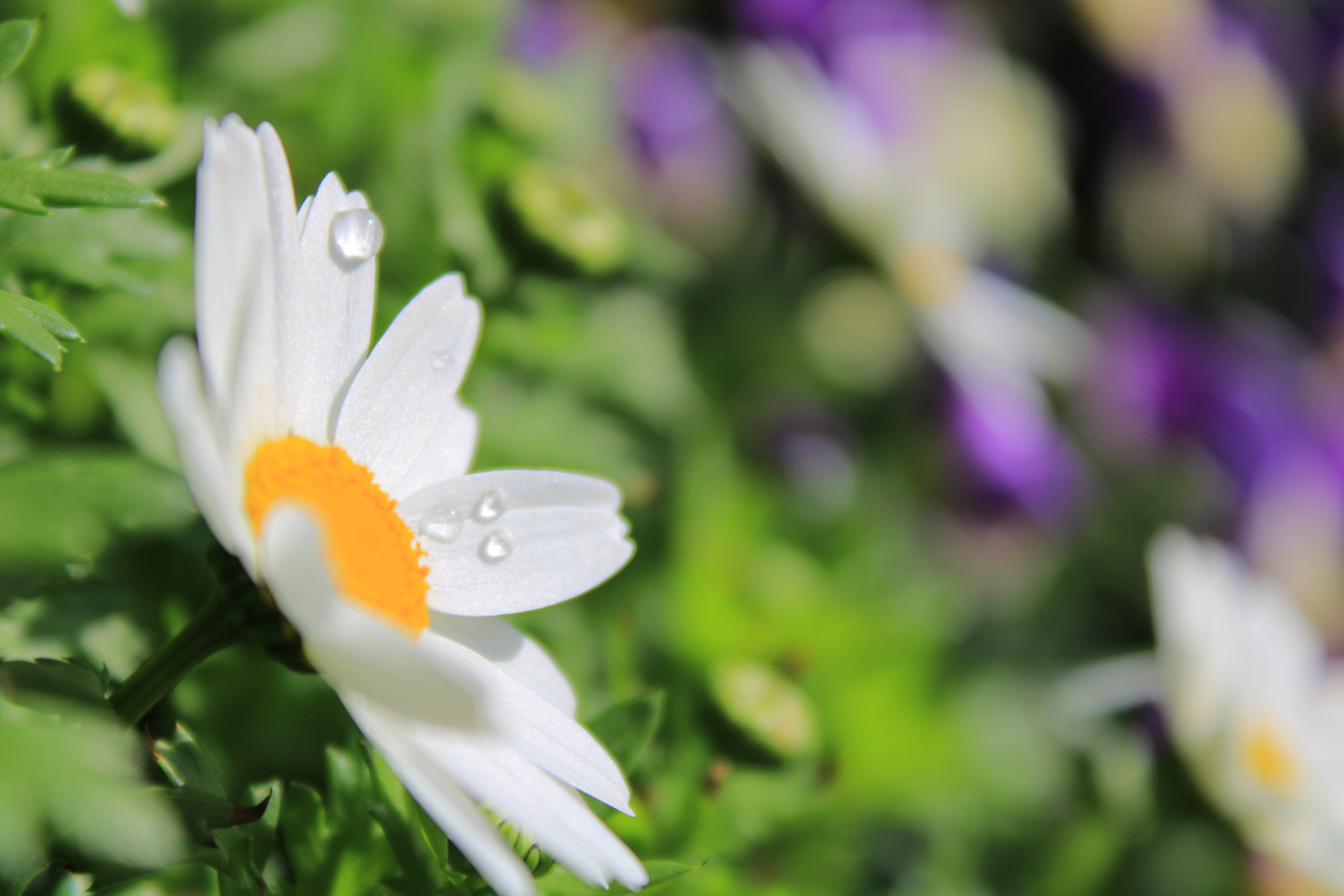 EOS Kiss X90 / EF-S18-55mm F3.5-5.6 IS II / 1/1,000秒 / F5.6 / +0.7EV / ISO 100 / 絞り優先AE / 55mm