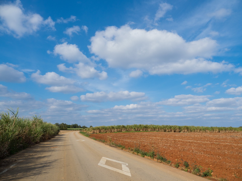 OLYMPUS OM-D E-M1 Mark II / M.ZUIKO DIGITAL ED 12-100mm F4.0 IS PRO  / 1/1,250秒 / F5.6 / 0EV / ISO 200 / 絞り優先AE / 12mm