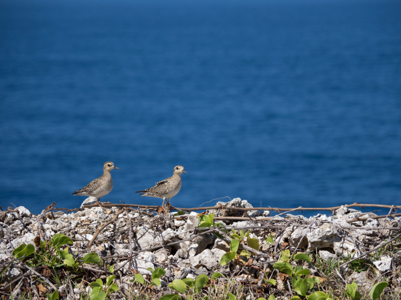 OLYMPUS OM-D E-M1 Mark II / M.ZUIKO DIGITAL ED 12-100mm F4.0 IS PRO  / 1/2,000秒 / F4 / -0.3EV / ISO 200 / 絞り優先AE / 100mm