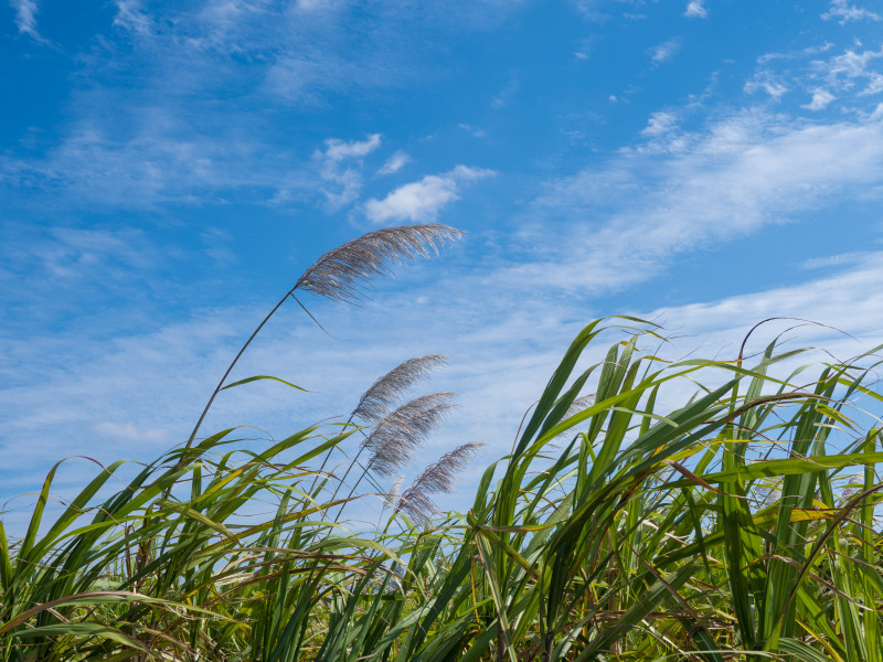 OLYMPUS OM-D E-M1 Mark II / M.ZUIKO DIGITAL ED 12-100mm F4.0 IS PRO  / 1/800秒 / F5.6 / 0EV / ISO 200 / 絞り優先AE / 7mm
