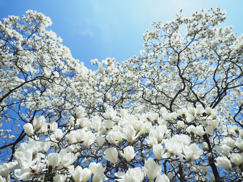 撮影：吉住志穂