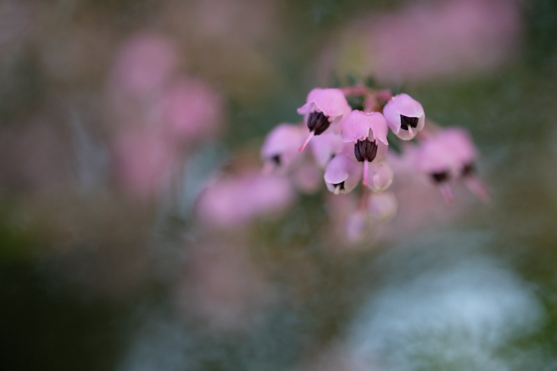 撮影：並木隆<br><span class="fnt-85">X-T20 / XF60mmF2.4 R Macro / 60mm（90mm相当） / プログラム（1/250秒・F2.4・±0.0EV） / ISO400</span>