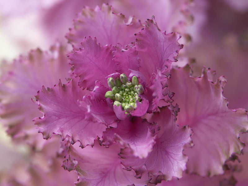 テレマクロ（25cm付近）。DiMAGE A2 / ISO100 / F4 / 1/60秒