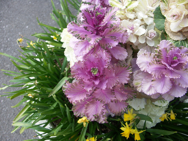 ワイドマクロ（30cm付近）。DiMAGE A2 / ISO64 / F4 / 1/60秒