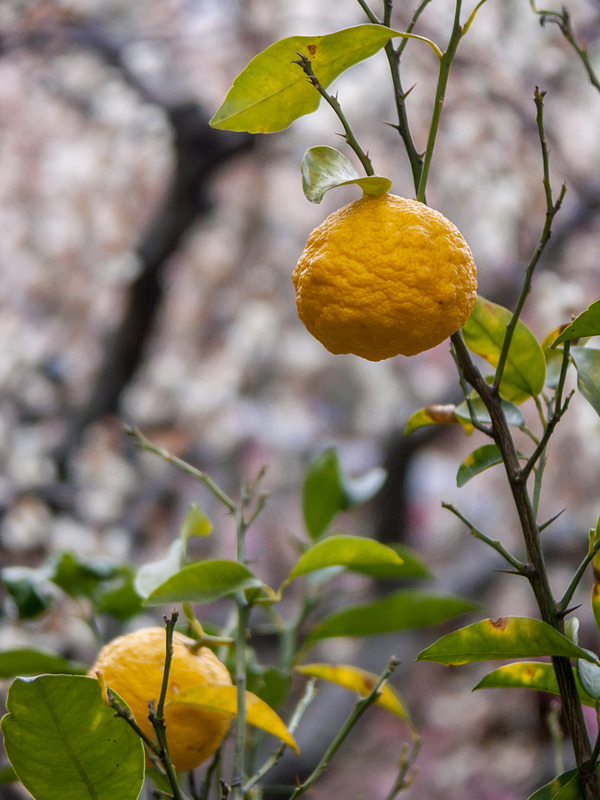 200mm相当の望遠＆F3.5開放で、背後の白梅をぼかす。DiMAGE A2 / ISO100 / F3.5 / 1/125秒