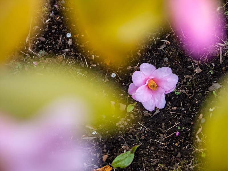 「ワビスケ」と呼ばれるピンク色のツバキが、地面に落ちていた。手前にある花や葉を前ボケに入れて、その落ちた花を狙った。DiMAGE A2 / ISO100 / F3.5 / 1/80秒