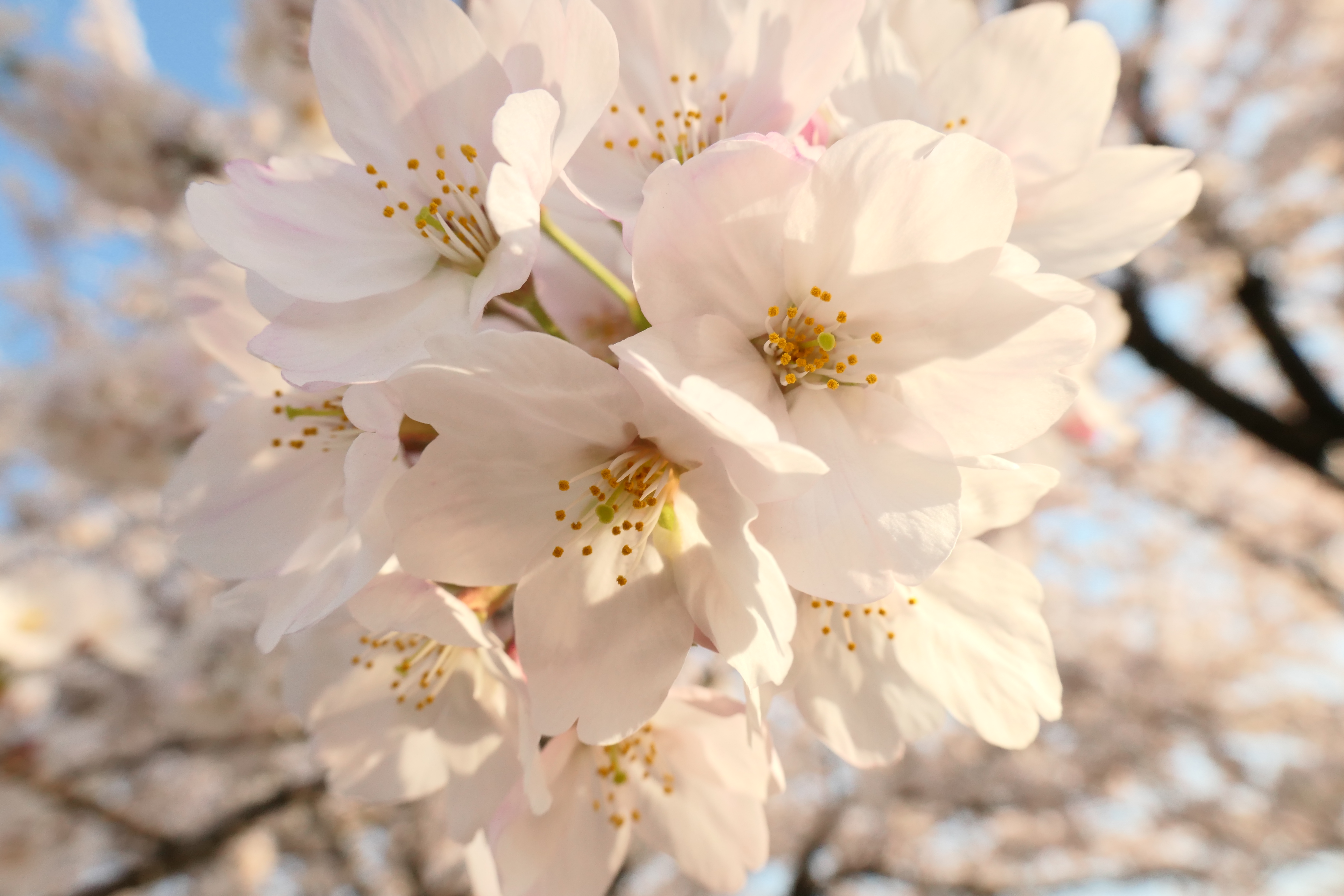 LUMIX TX2 / 1/800秒 / F5.6 / +1.3EV / ISO 400 / 絞り優先AE