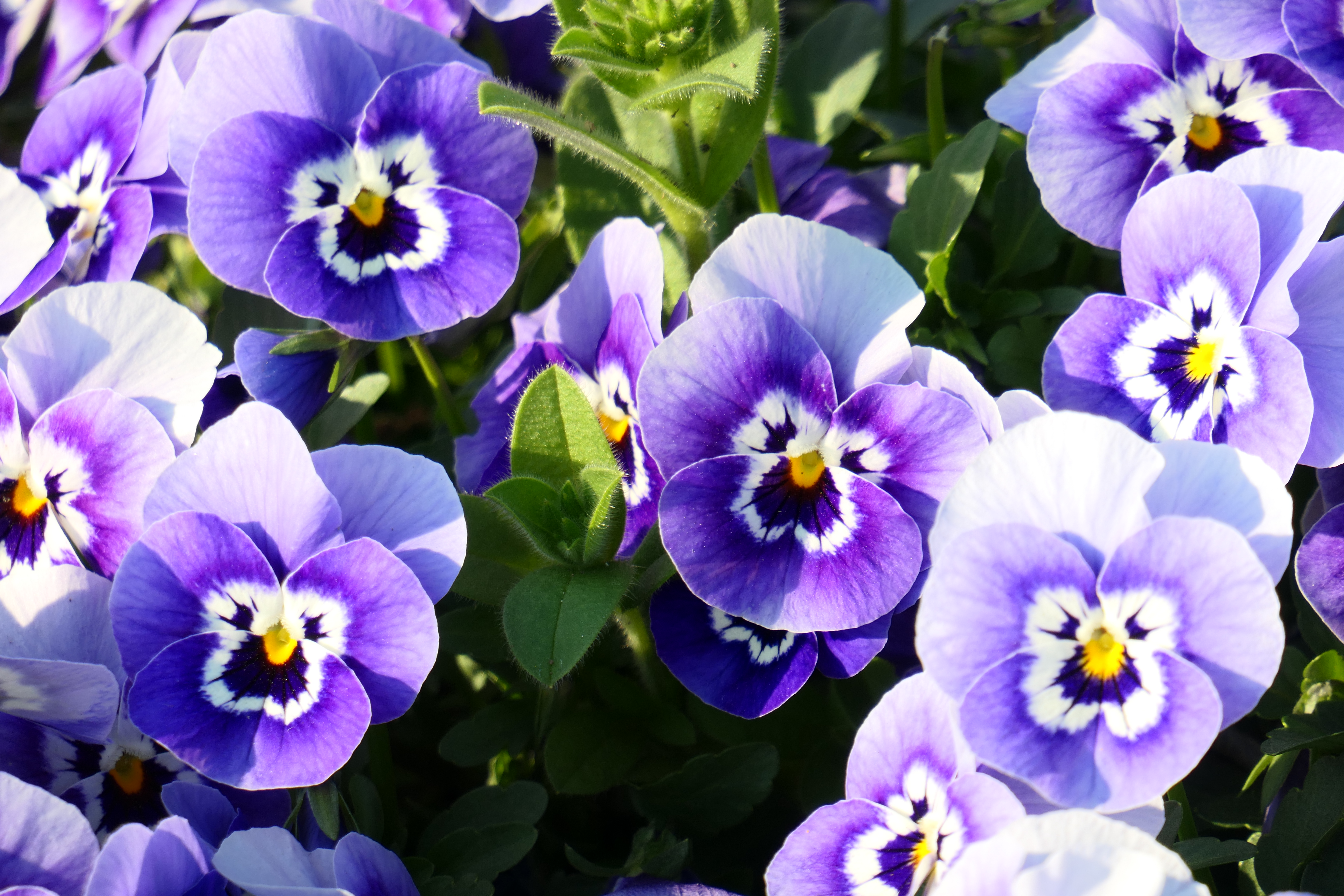 LUMIX TX2 / 1/160秒 / F6.4 / +0.7EV / ISO 125 / 絞り優先AE