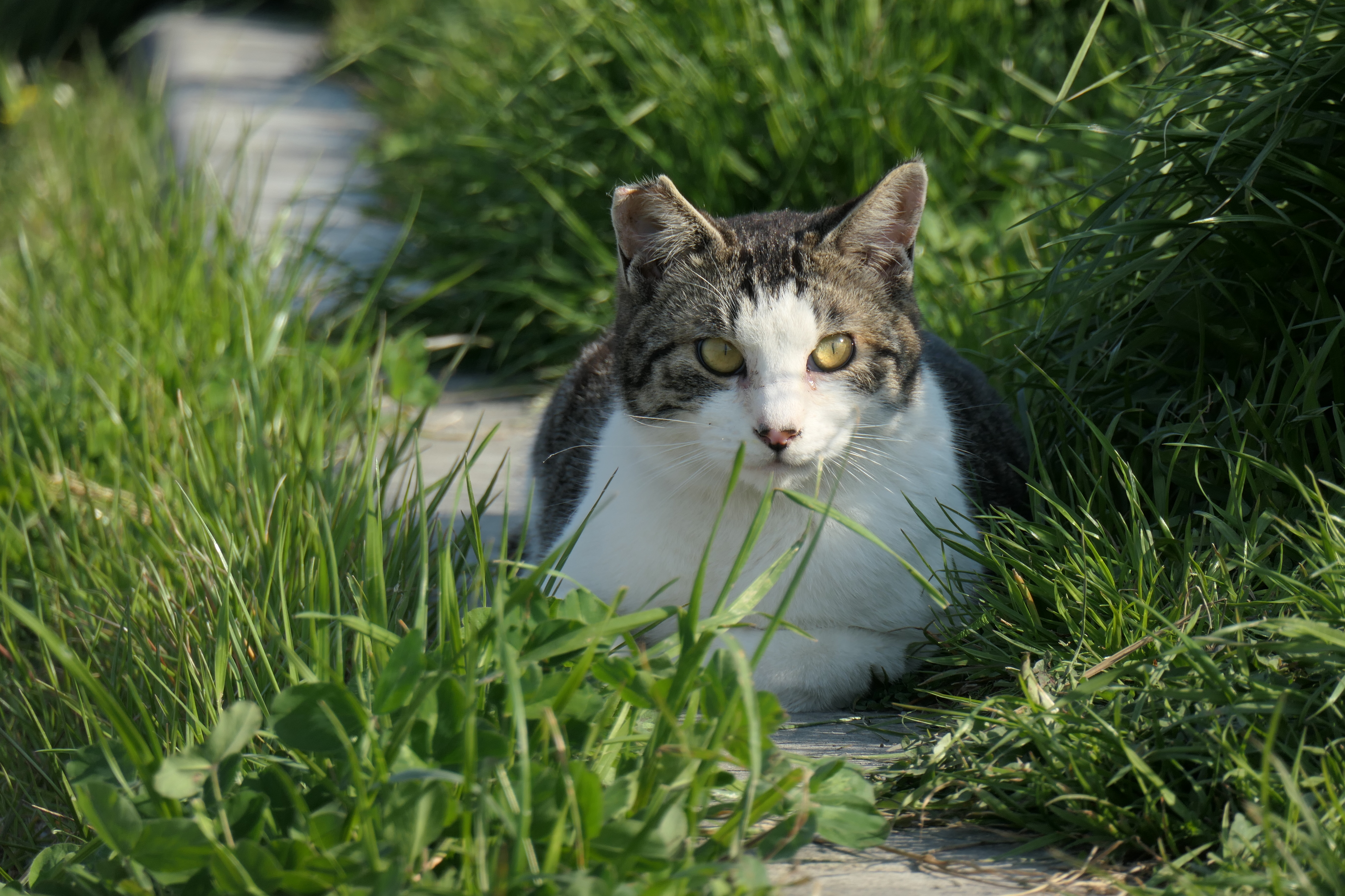 LUMIX TX2 / 1/320秒 / F7 / -0.7EV / ISO 125 / 絞り優先AE