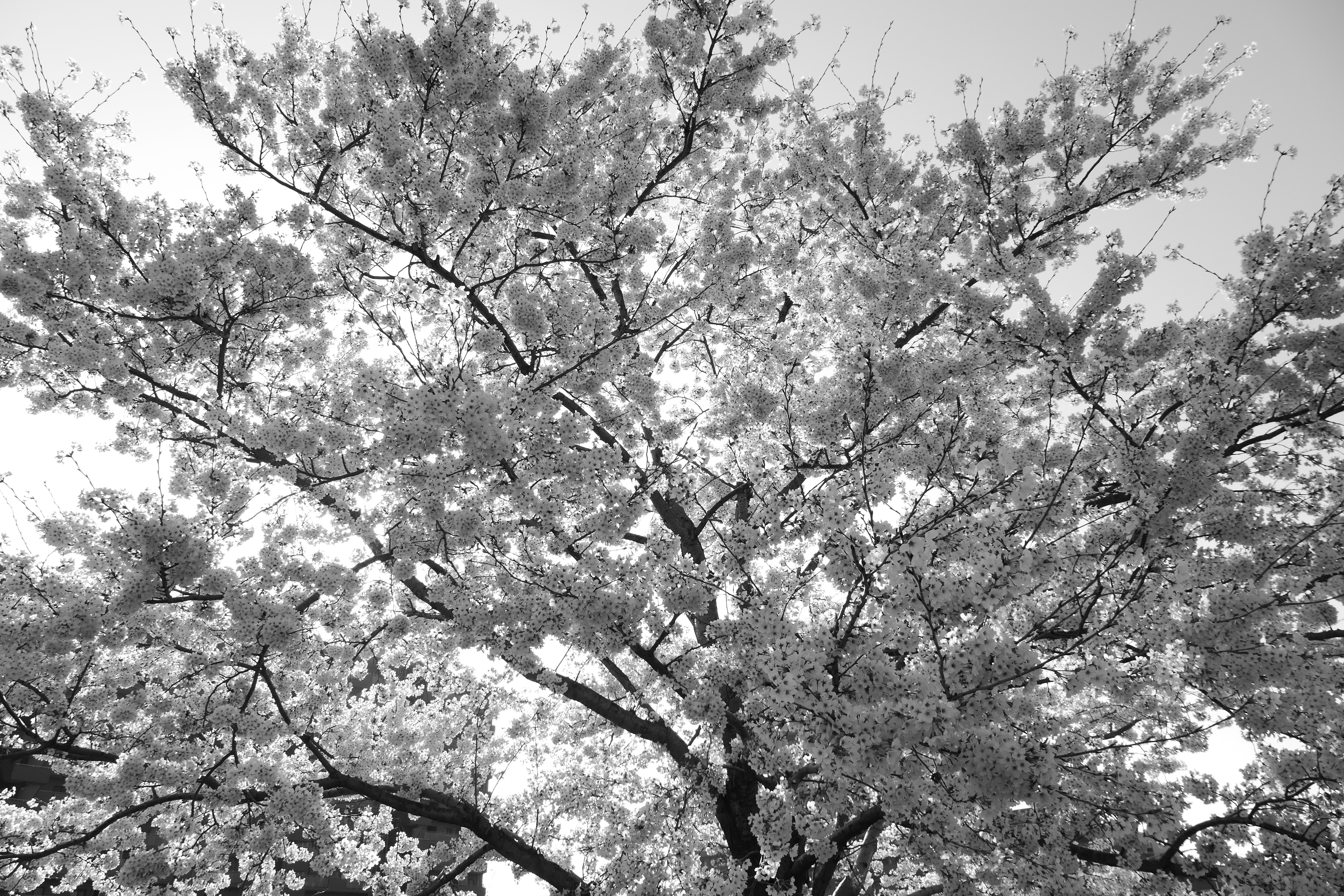 LUMIX TX2 / 1/400秒 / F5 / +1.3EV / ISO 125 / 絞り優先AE