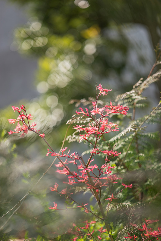 最短撮影距離は50cm。デュアルシンクロドライブによるフローティングのおかげか、近接でも解像性能は落ちない。ライカSL / ISO100 / F2 / 1/800秒 / WB:オート