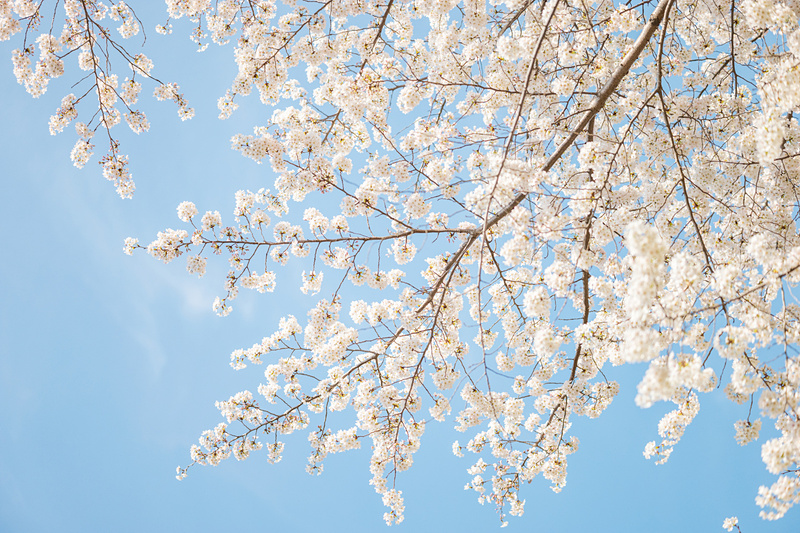 ハイキー気味にしても解像はしっかりと残る。ライカSL / ISO400 / F2 / 1/16,000秒 / WB:オート
