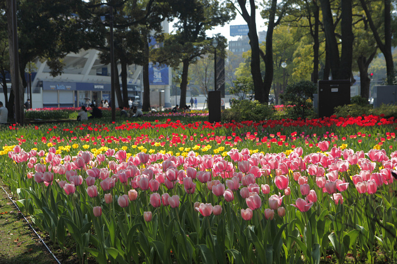 横浜公園「16万本のチューリップ」（3月28日撮影。ガーデンネックレス横浜2018提供画像。以下同）