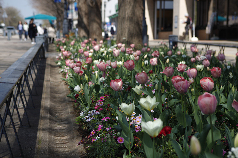 日本大通り「400mに渡る花の道」